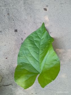 Rare one of a kind maple leaf