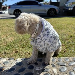 New LV dog Wind Breaker 