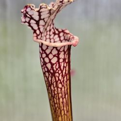 BUG  EATERS - Sarracenia Carnivorous Plants.  