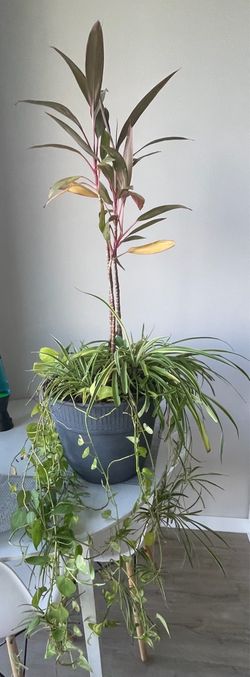 Real plant with pot