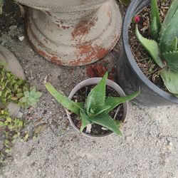 Aloe Vera 