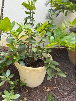 Beautiful lime tree in planter