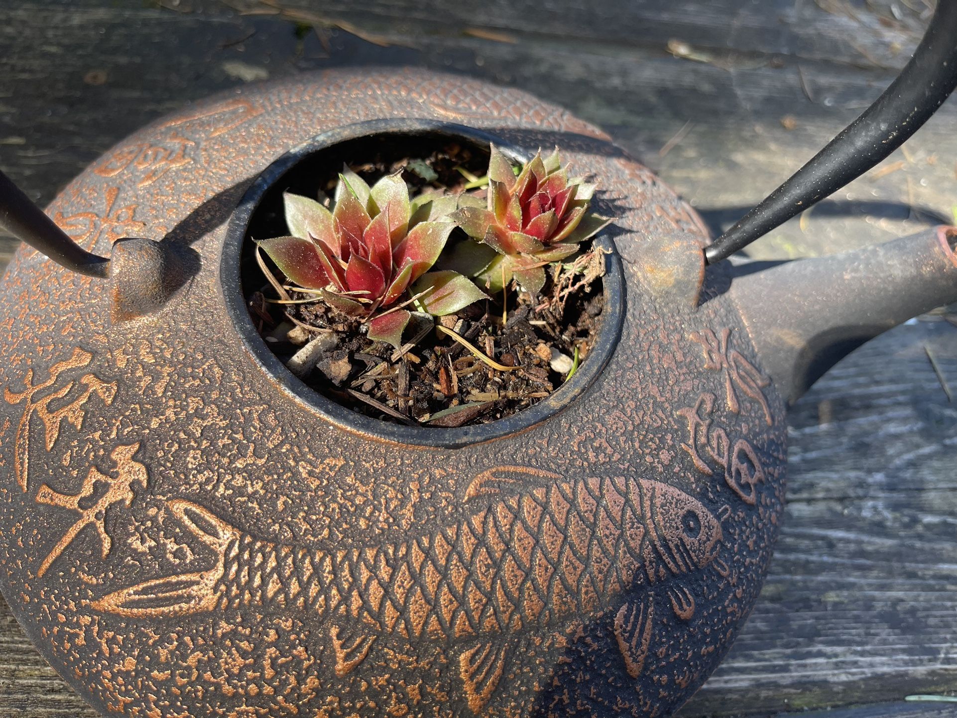 Succulents In Cast Iron Tea Kettle 