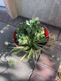 plant for house