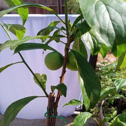 Plum Tree Stella Rosa 3 Gallon Pot With Fruit On It
