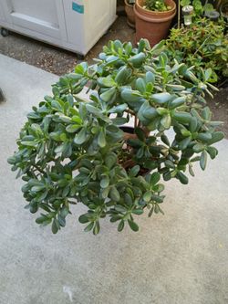 Large Jade Plant Crassula Ovata