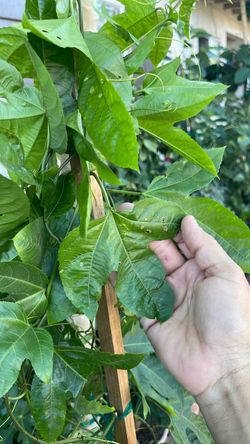 Planta maracuya. Passion fruit plant