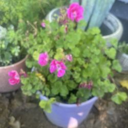 Nice Geranium Plant
