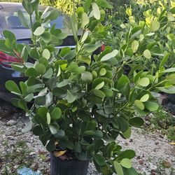 clusias podocarpus  Only  $22Instant privacy  Hedge  for fences 