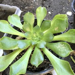 Suculenta