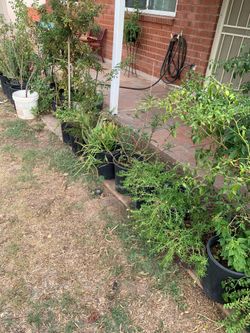 Nice Walkway Of A Large Garden Of Plants
