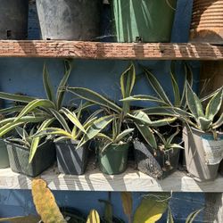 Agave Plants 