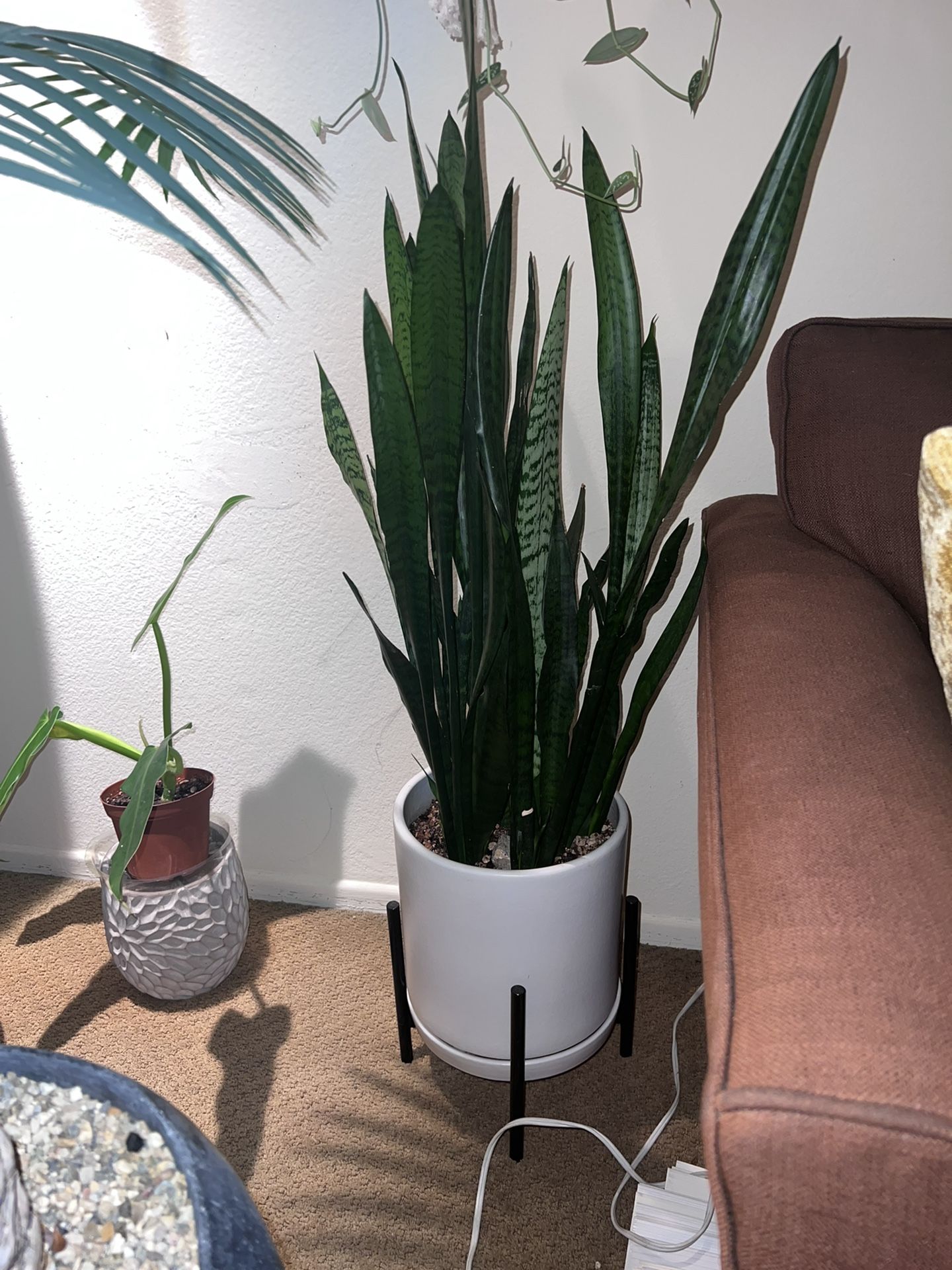 Snake Plant In Mid Century Pot