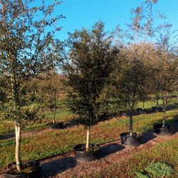 Oak Trees 10-15ft Tall Delivered Planted