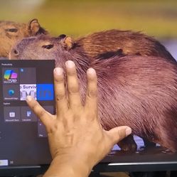 Dell 22" computer monitor P2213T