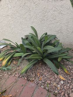 Outdoor Plant