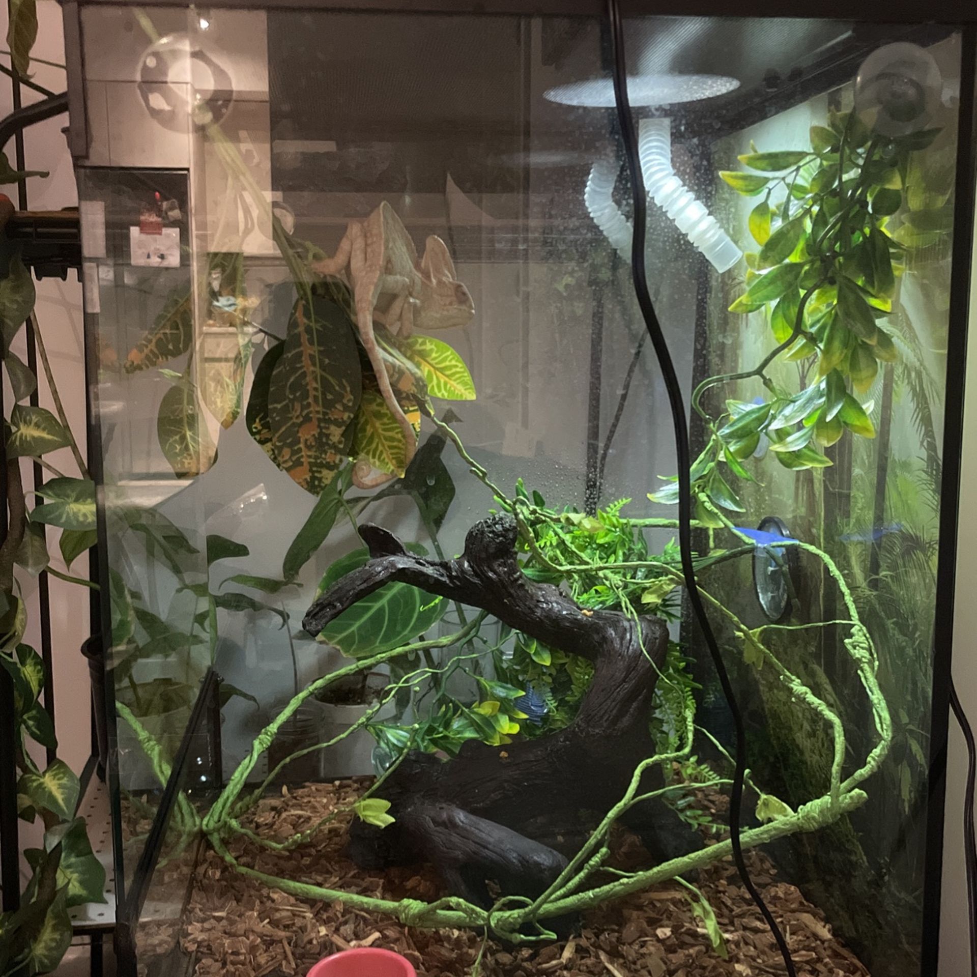 Chameleon For Sale