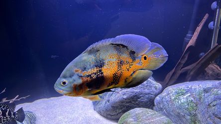 “Fish decorations”