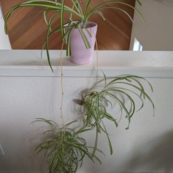Healthy Spider Plants In Ceramic Pot