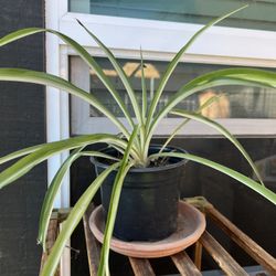 Spider Plant 