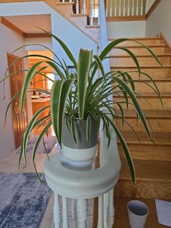 Spider plant