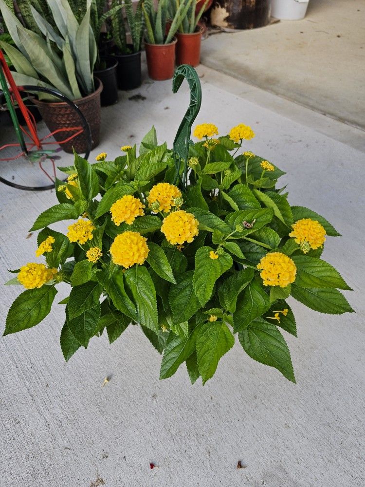 Yellow Lantana Beautiful and Healthy HANGING BASKETS PLANTS ARRIVED. $14 each