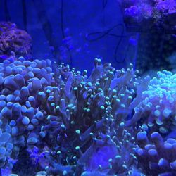 Two Head Octospawn Coral