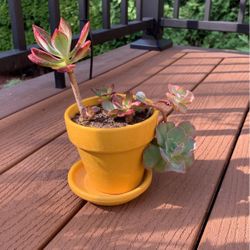Succulent Plant 