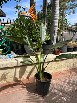Birds of paradise (orange flower)