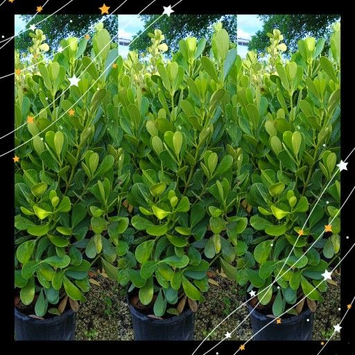 Clusia Privacy Hedge Plants 🌿 15gl $40