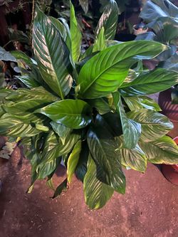Peace lily
