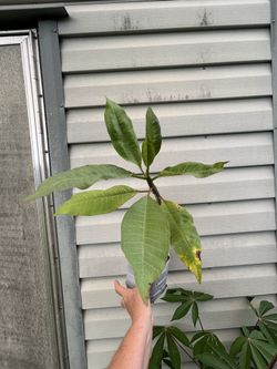This small, color unknown, Plumeria / Frangipani Tree See All Pictures of # 3