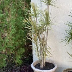 7 1/2 ft tall Dracaena Marginata a/k/a Madagascar Dragon Tree In A Large Planter 