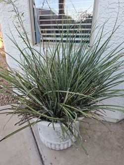 Red Yucca Plant (Hesperaloe parviflora)