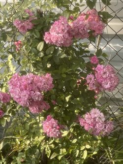 Rosal Escalador Rosado y Amarillo Geranios  Frutales Diferentes Presios Texteeme Felis Día Estamos Para Servile