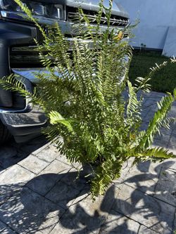 Large pot of fern with an aloe plant $12