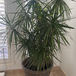 Hermosa Planta Natural En Venta 