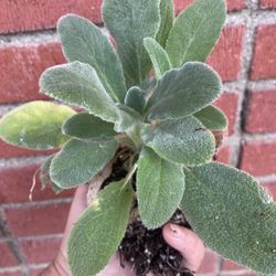Lambs Ear Plant