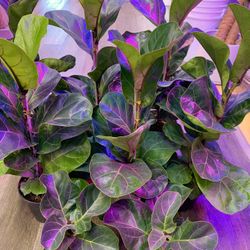 4” & 6” Pot Size: Hawaiian Fiddle Fig Leaf Trees; $12 & $22 Each!