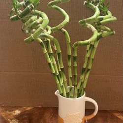 Bamboo Plant