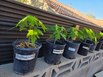 Hawaiian Papaya Seedlings  $10 each or buy 2 get 1 free