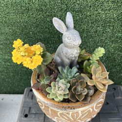 Succulent Mix With Easter Bunny