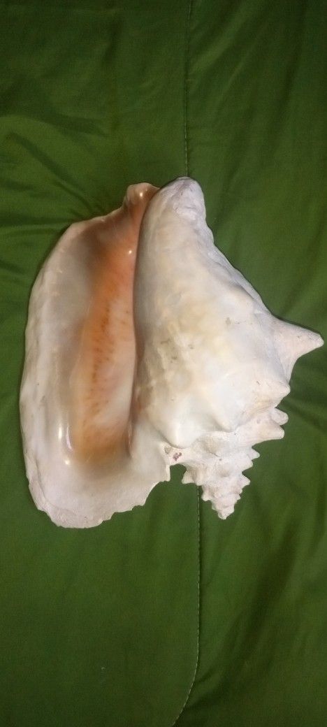 Conch Shell