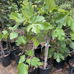 Fruit Trees- Fig Trees- Plum Trees- Guava Trees- Loquat Trees - Nectarine Trees- Pear Trees 
