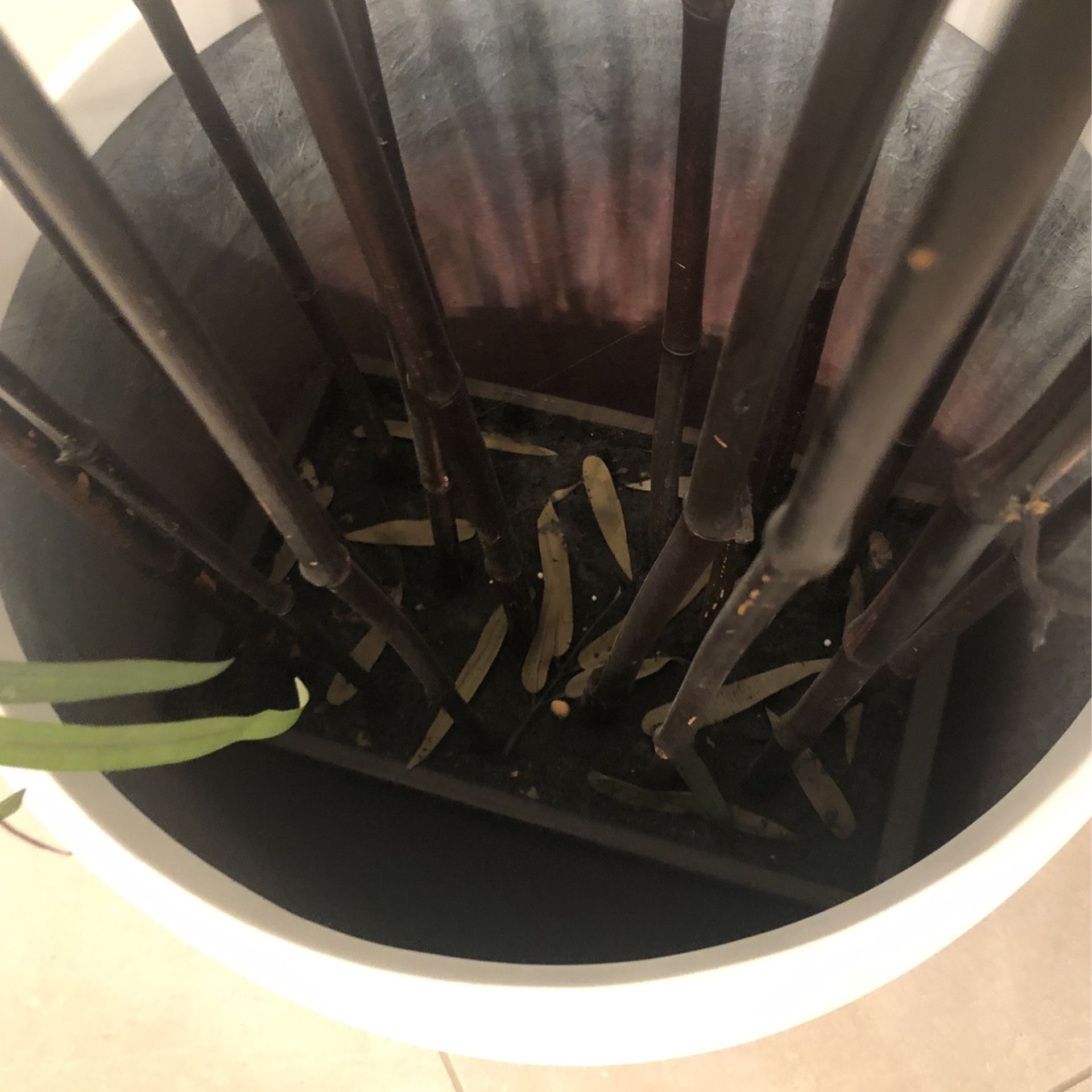 Bamboo Plant (Artificial)