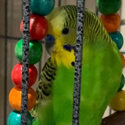 Parakeets