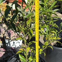 Tangerine Tree (grown From Seed) 