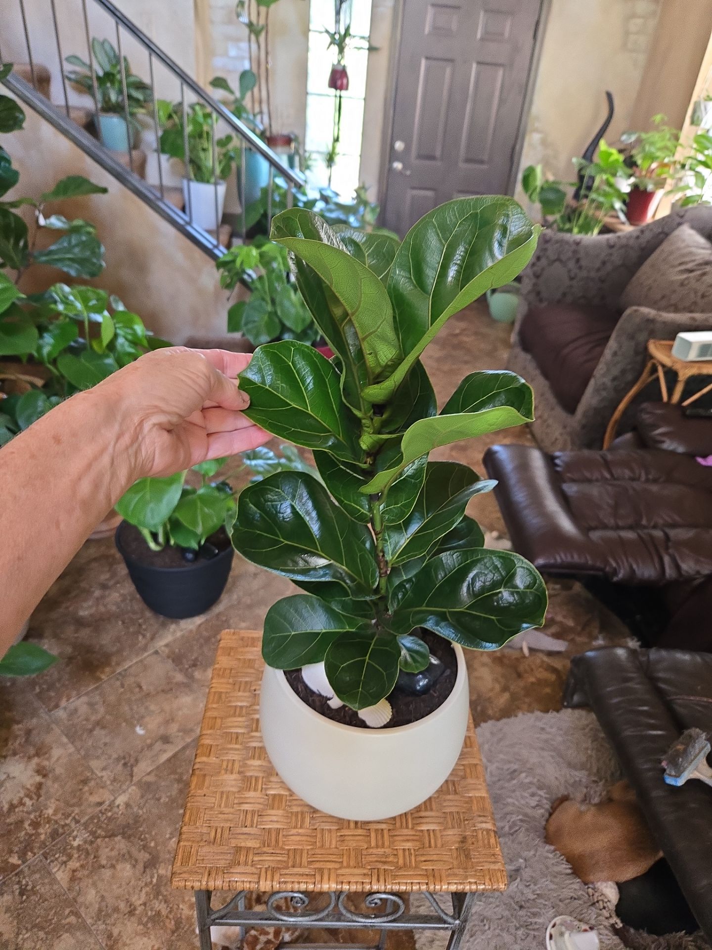 21in tall Fiddle Leaf Fig Plant In New 8in pot with stones and shells