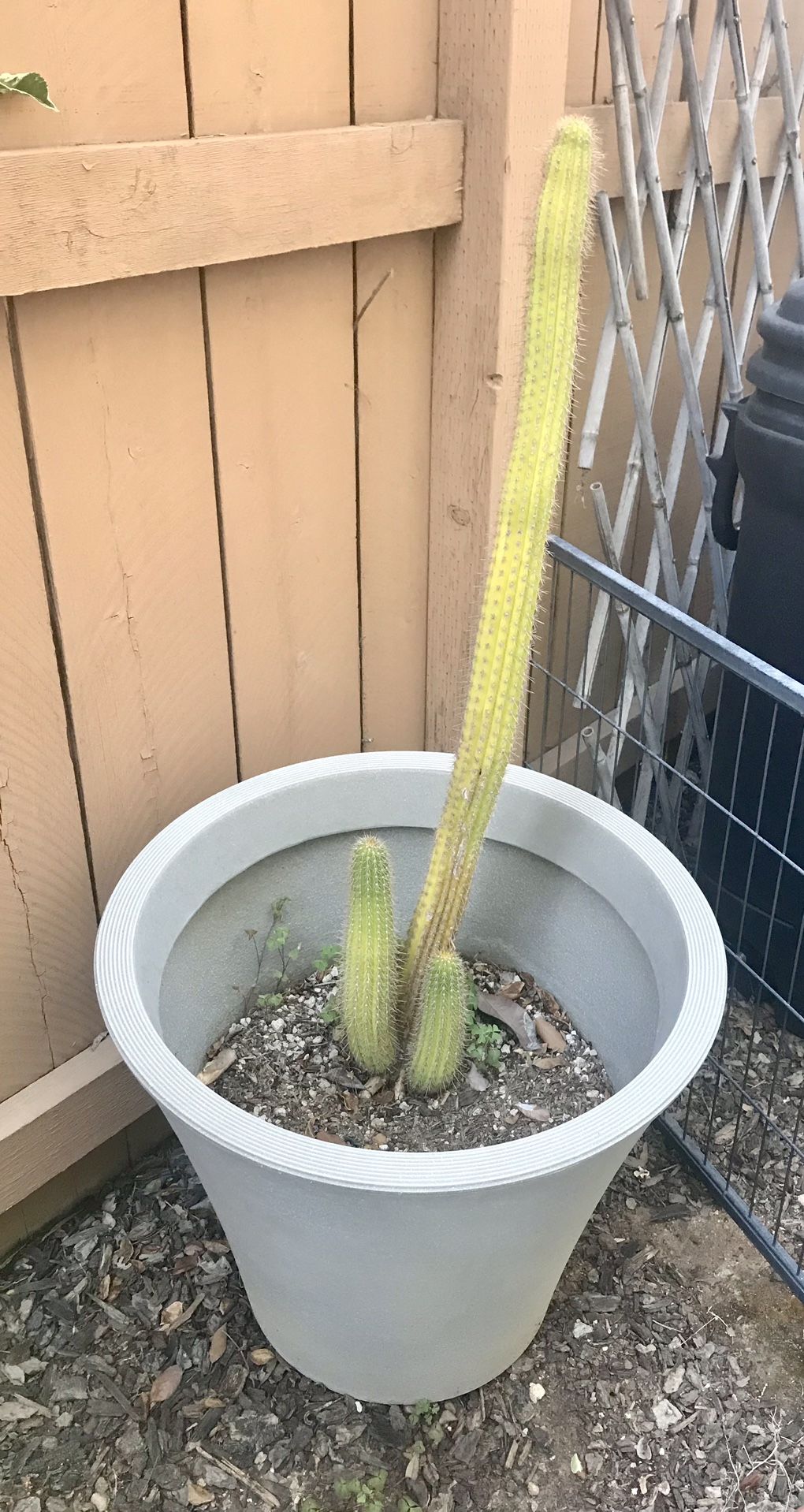 Tall Torch Cactus In Large Pot