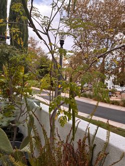 Beautiful Moringa Plant in Pot $150